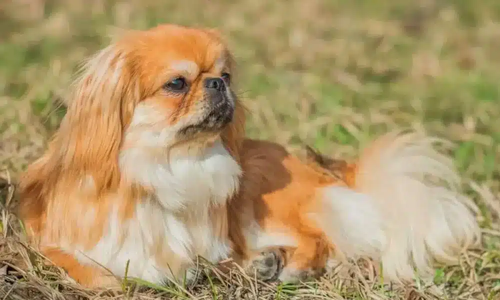 raça, pequinês, cachorro, da raça, pequinês;