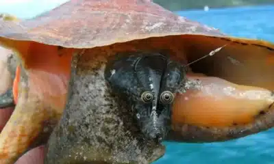 caramujo, marinho, espécie, ameaçada, conchas, costeiras;