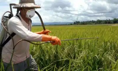 Revolução, aumento, de produção, seguro, alimentar, agricultura, modernizada;