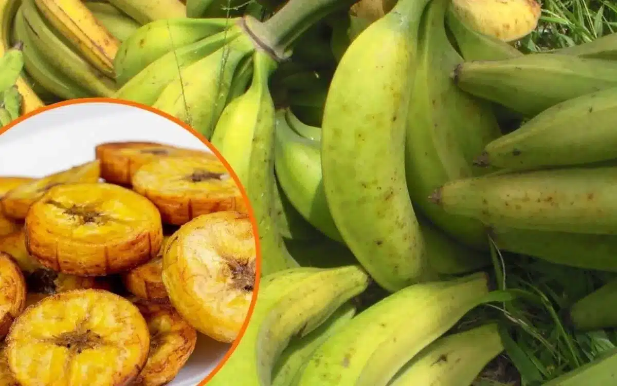 banana-da-terra;