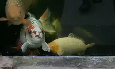 peixe, carpa, koi