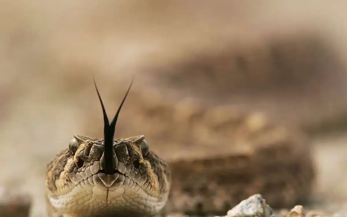 escorpiões, serpentes, aranhas, abelhas, lagartas, acidentes, ataques;