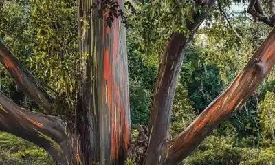 eucalipto, Eucalyptus;